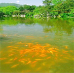 Viewing Fish in Flowery Pond